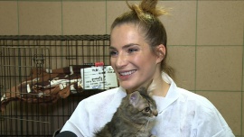 Anna Dereszowska: Koty dają nam dużo radości, ułatwiają relacje międzyludzkie. Warto im się odwdzięczyć News powiązane z adopcja bezdomnych kotów