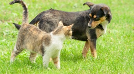 Wiosenne przebudzenie: jak pierwszy dzień wiosny wpływa na psy i koty Biuro prasowe