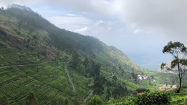 Plantacja i fabryka herbaty na Sri Lance [przebitki] News powiązane z Sri Lanka