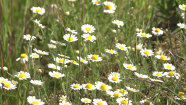 Łąka, kwiaty polne - maj 2020 [przebitki] Baza przebitek