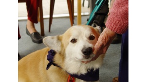 Czworonożni przyjaciele: jak psy wspierają zdrowie i dobrostan seniorów