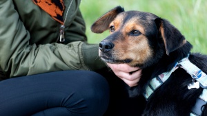 Zwierzęta zmieniają nasze życie na lepsze – Mars Polska wspiera programy adopcyjne, edukacyjne i terapeutyczne Biuro prasowe