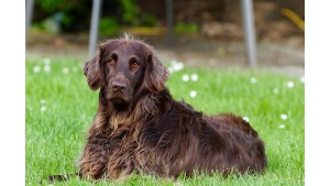 Czy można łączyć karmę suchą i mokrą dla psa? Fakty i mity Biuro prasowe