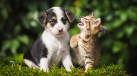 Kociaki i szczeniaki - troska o małych pupili