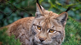 Światowy Dzień Zwierząt – sprawdź, jak chronić zagrożone gatunki Biuro prasowe