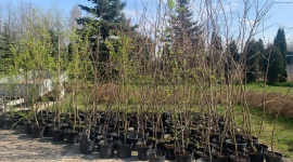 Setki drzewek dla mieszkańców Otwocka. Rozpoczyna się akcja #AmestDlaZiemi Biuro prasowe