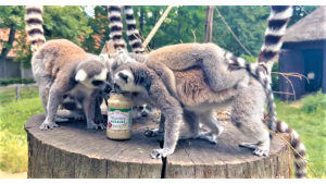 Kielecki Majonez kontynuuje wsparcie dla madagaskarskich lemurów – wraz z ZOO Wr