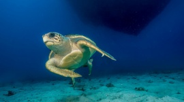 Na Riwierze Tureckiej rozpoczyna się sezon lęgowy żółwi Caretta caretta