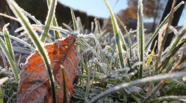 Zima niszczy rośliny w ogrodzie? Oto, co musisz zrobić