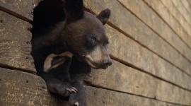 Ocalić niedźwiadki - dokument na Polsat Viasat Nature