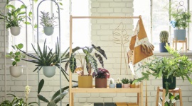 Wypełnij dom roślinami, kolorami i radością z kolekcją DAKSJUS