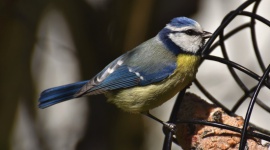 Dokarmianie ptaków jesienią i zimą - jak robić to rozsądnie?