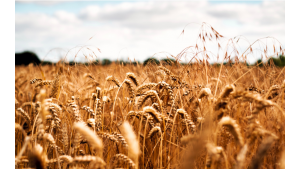 Frydrychowo: czy padnie nowy rekord na plon pszenicy ozimej? Biuro prasowe