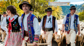 Jesienny redyk w Szczawnicy - Góralskie święto z setkami owiec na ulicach