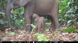 Prawie 3-krotnie więcej dużych ssaków w tropikalnych lasach z certyfikatem FSC Biuro prasowe