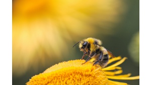 Czy przez upały grozi nam zagłada pszczół?