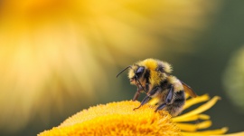 Czy przez upały grozi nam zagłada pszczół?