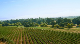 Poznaj czwarty największy region winiarski na świecie