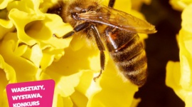 Warsztaty pszczelarskie, wystawa i proedukacyjny konkurs w Pile Biuro prasowe