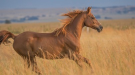 Jak sprawić, by nasz koń miał piękną i zdrową sierść?