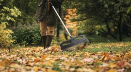 Zgrab liście i wyprodukuj własną ziemię liściową!