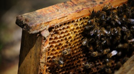 Pszczoły to serce ekosystemu. Sprawdź, dlaczego należy o nie dbać