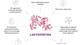 Laktoferyna – tak ważna, a niedoceniona u przyszłych mam