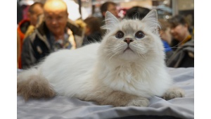 Pokaz Kotów Rasowych i inne kocie atrakcje w Pasażu Łódzkim Biuro prasowe