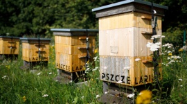 Światowy Dzień Pszczół – jak pszczoły radzą sobie w miastach? Biuro prasowe