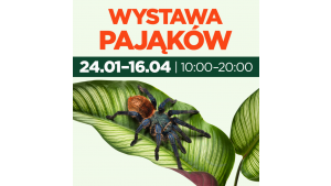 Spotkaj się oko w oko z egzotycznym ptasznikiem! Biuro prasowe