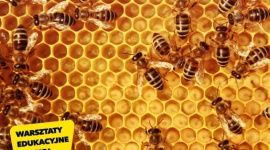 „Sekrety Pszczół”, czyli spotkanie z Pszczelarium w VIVO! Piła
