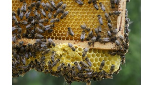 8 sierpnia obchodzimy Wielki Dzień Pszczół. Sprawdź, jak dbać o zapylacze Biuro prasowe