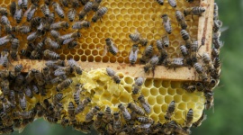 8 sierpnia obchodzimy Wielki Dzień Pszczół. Sprawdź, jak dbać o zapylacze