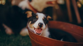 Pies w kąpieli - dlaczego skóra czworonogów wymaga szczególnej pielęgnacji? Biuro prasowe