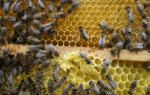 Światowy Dzień Pszczół – dlaczego warto chronić zapylacze?