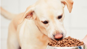 Mokra czy sucha karma: która jest lepsza dla Twojego psa? Biuro prasowe
