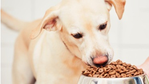 Mokra czy sucha karma: która jest lepsza dla Twojego psa? Biuro prasowe