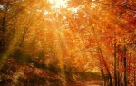 Jesień to najbardziej kolorowa pora roku. Doceń jej piękno i zadbaj o przyrodę